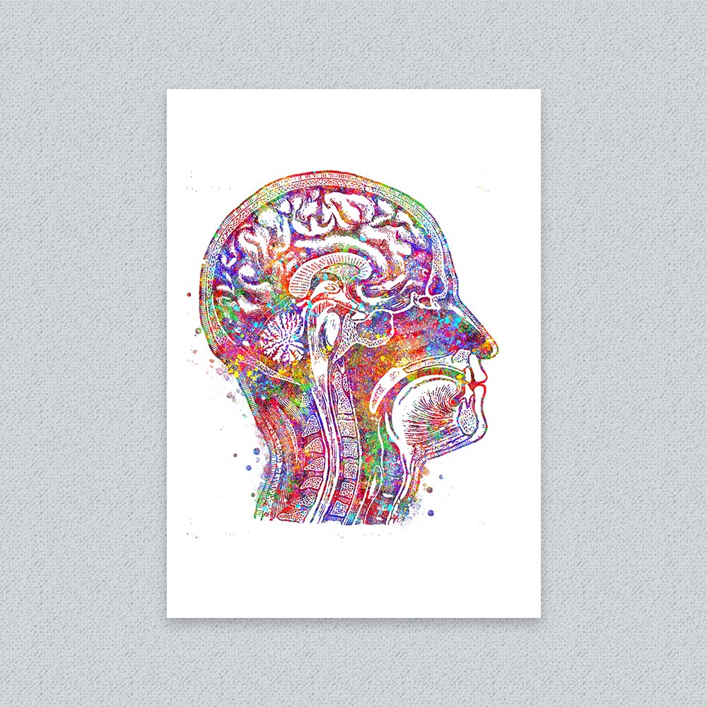 Brain Cross-Section Art Print – Head Anatomy Wall Decor