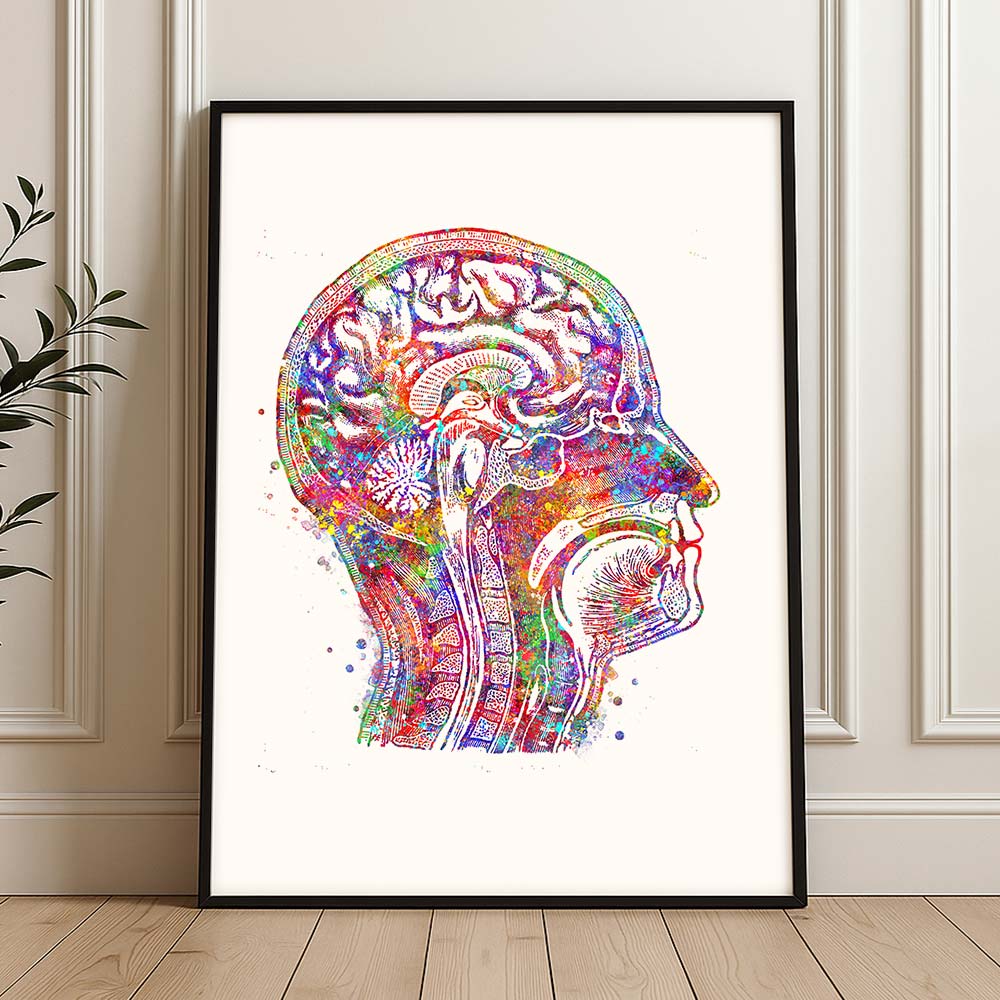 Brain Cross-Section Art Print – Head Anatomy Wall Decor