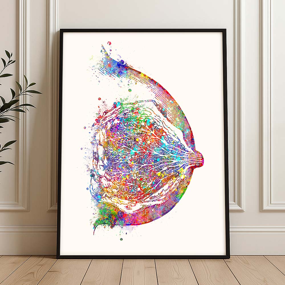 Breast Anatomy Art Print – Colorful Medical Illustration
