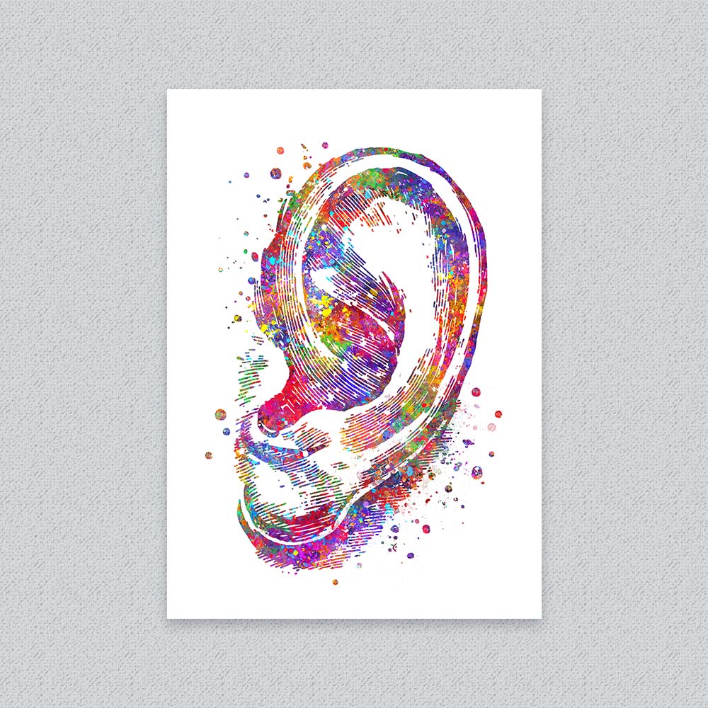 Ear Anatomy Wall Art – Outer Ear Print