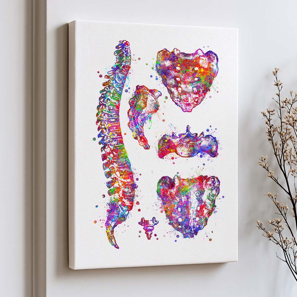 Spine Art Print – Vertebrae & Sacrum Wall Art