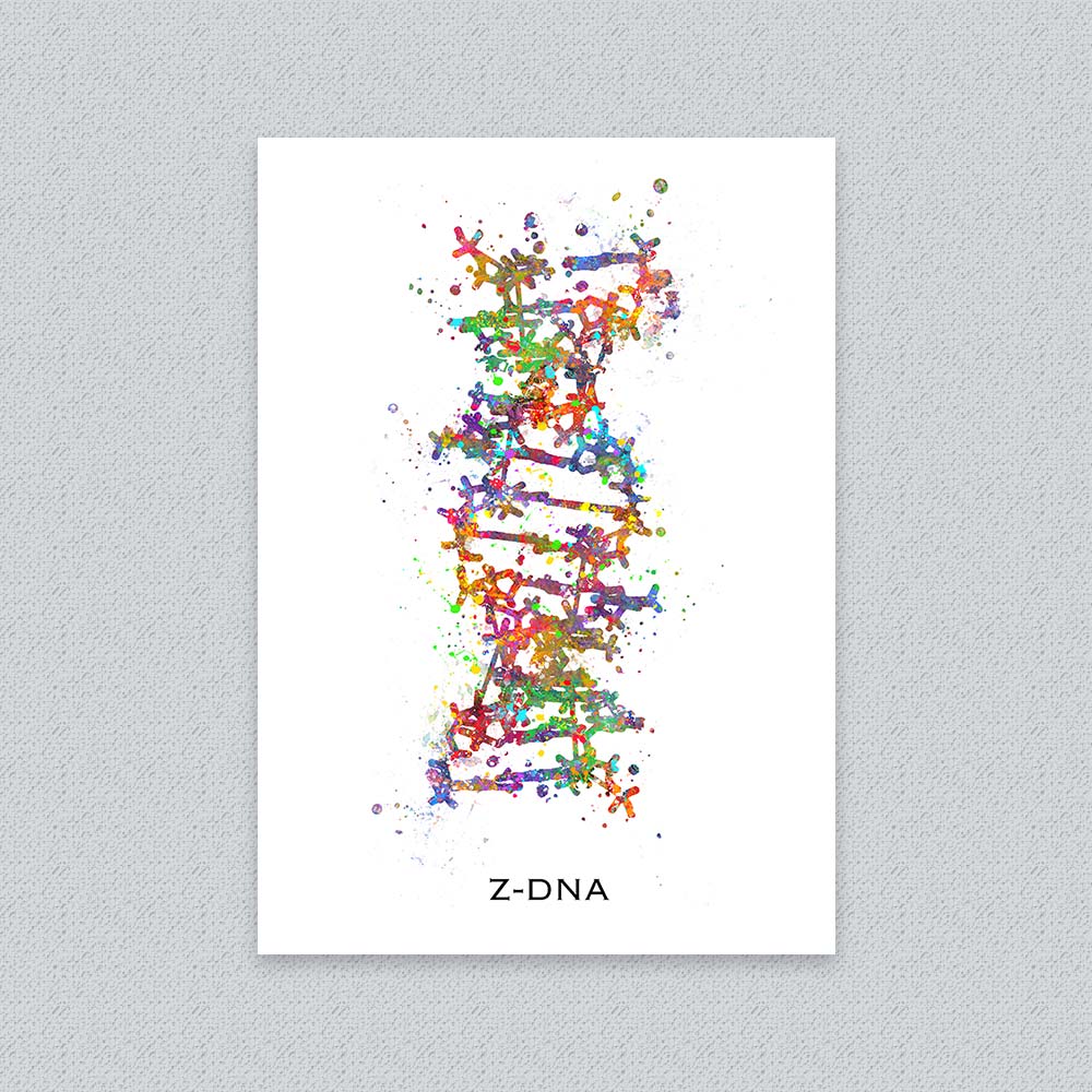 Z-DNA Structure Art Print – Molecular Biology Wall Decor