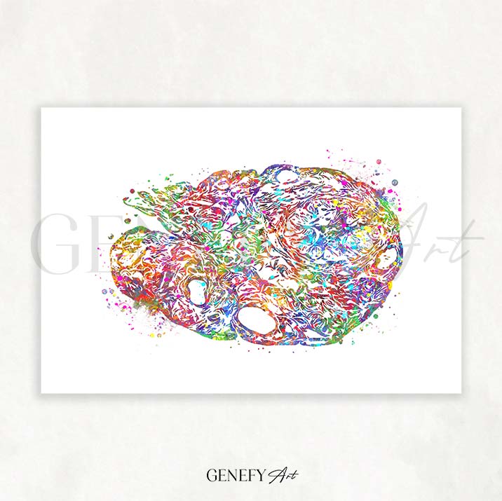 Ovary Anatomy Watercolour Art Print