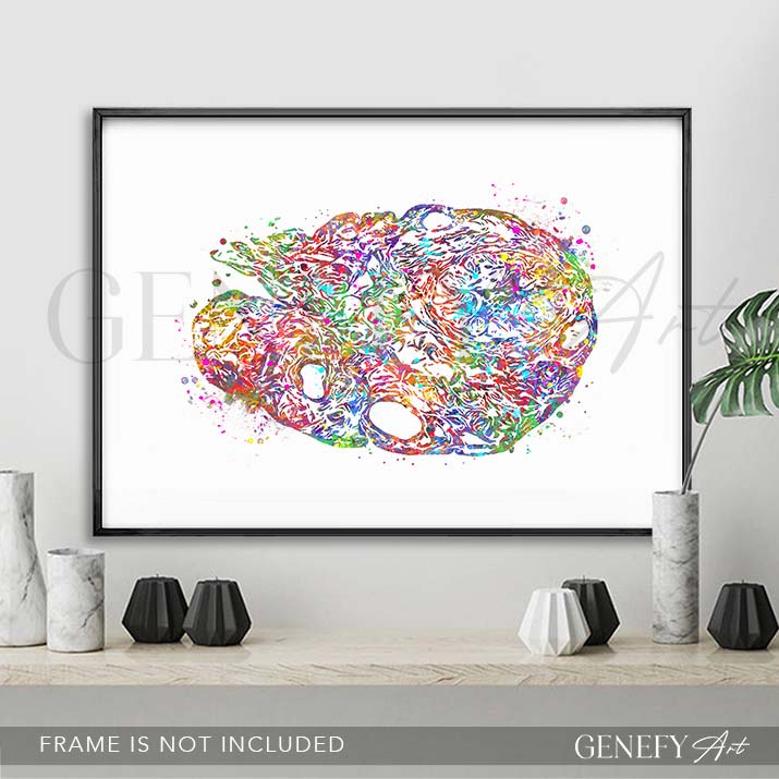 Ovary Anatomy Watercolour Art Print