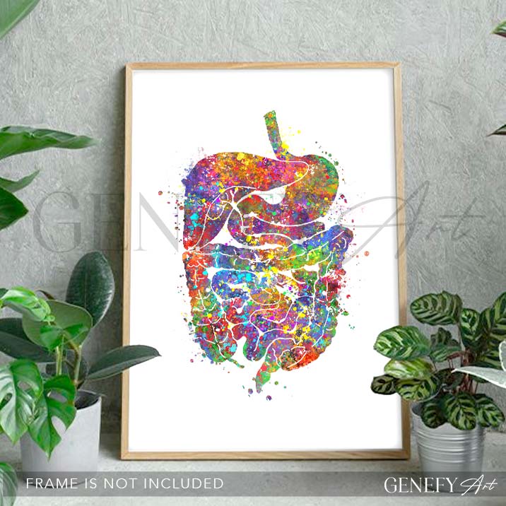 Digestive Tract Anatomy Watercolour Print