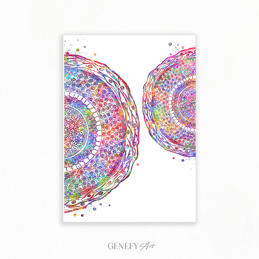 Human Hair Cross Section Watercolour Art Print