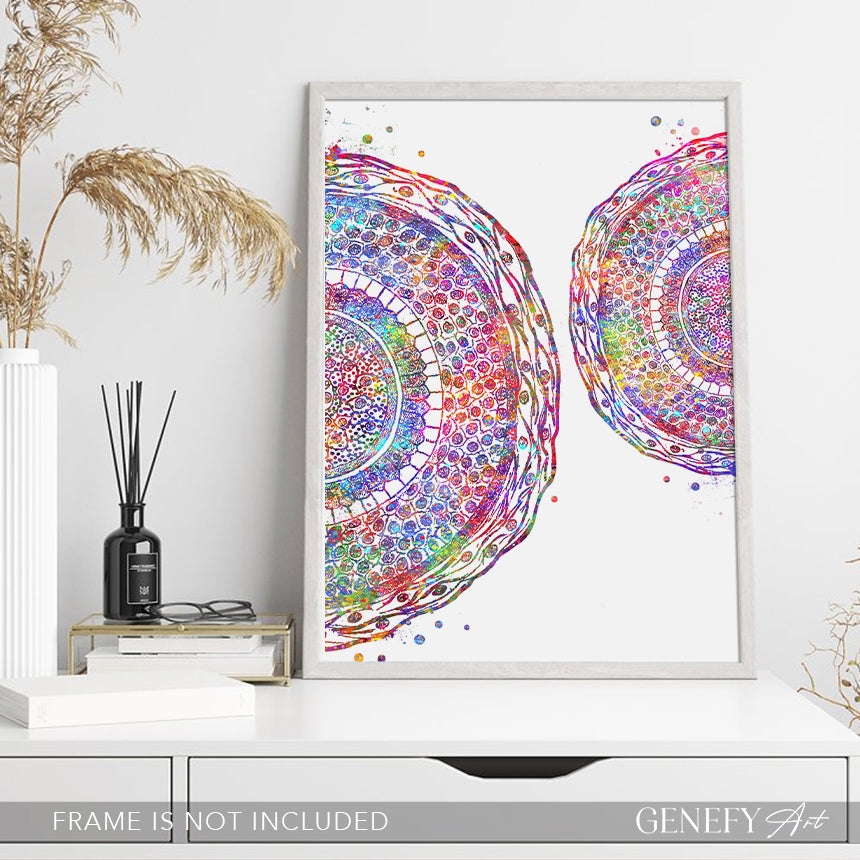 Human Hair Cross Section Watercolour Art Print