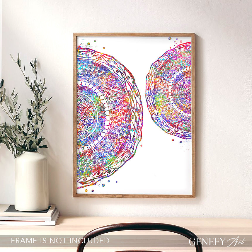 Human Hair Cross Section Watercolour Art Print