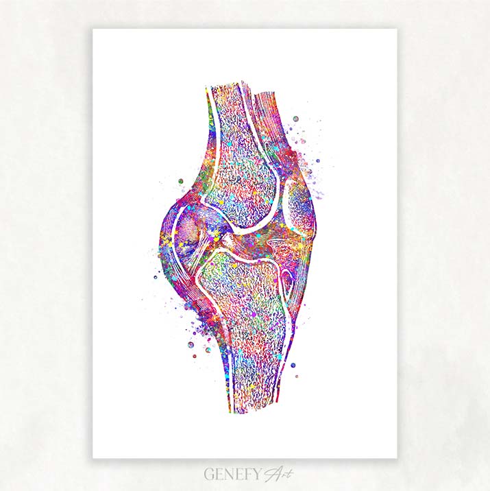 Knee Joint Cross section Watercolour Print