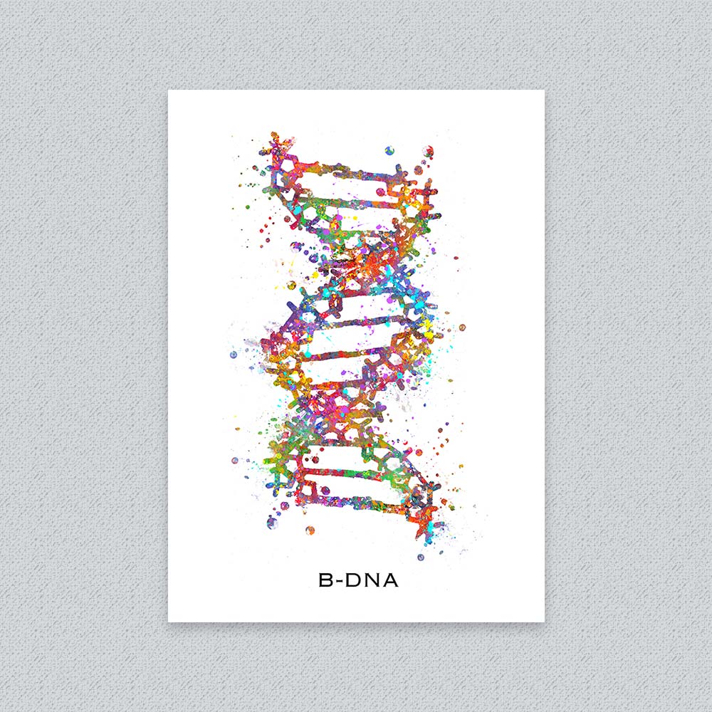 B-DNA Structure Art Print – Molecular Biology Wall Decor