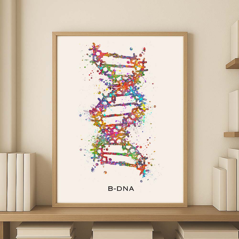 B-DNA Structure Art Print – Molecular Biology Wall Decor