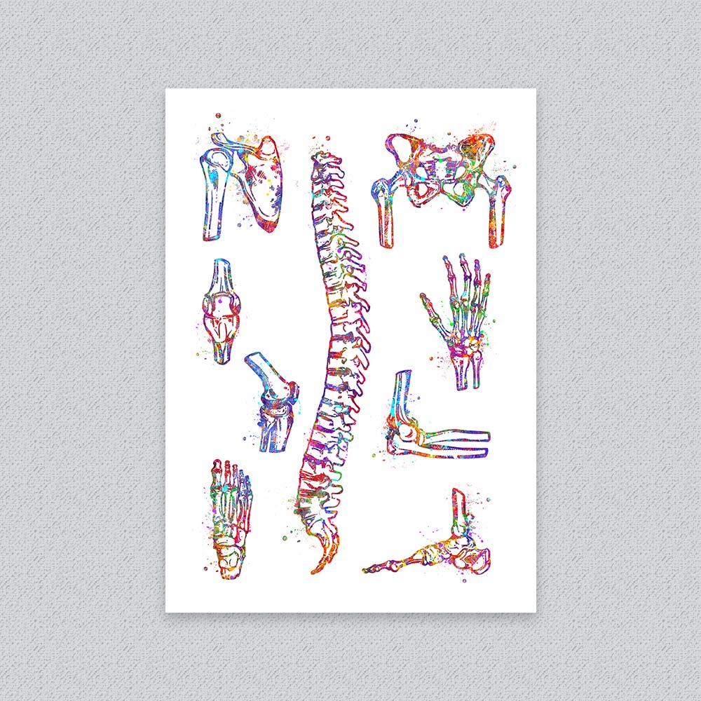 Bone Anatomy Watercolour Art Print – Skeletal System Wall Decor
