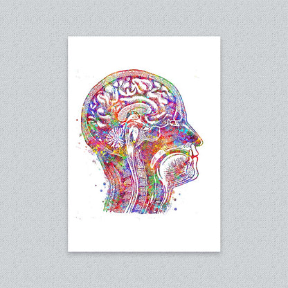 Brain Cross-Section Art Print – Head Anatomy Wall Decor