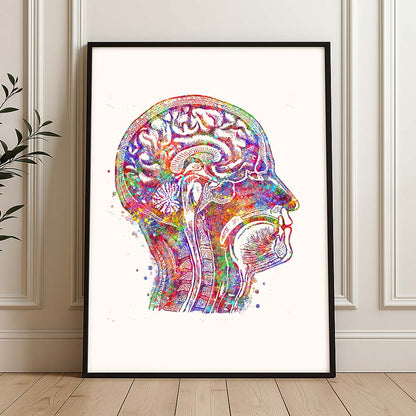 Brain Cross-Section Art Print – Head Anatomy Wall Decor