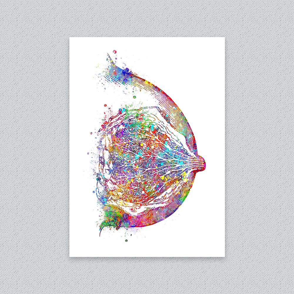Breast Anatomy Art Print – Colorful Medical Illustration