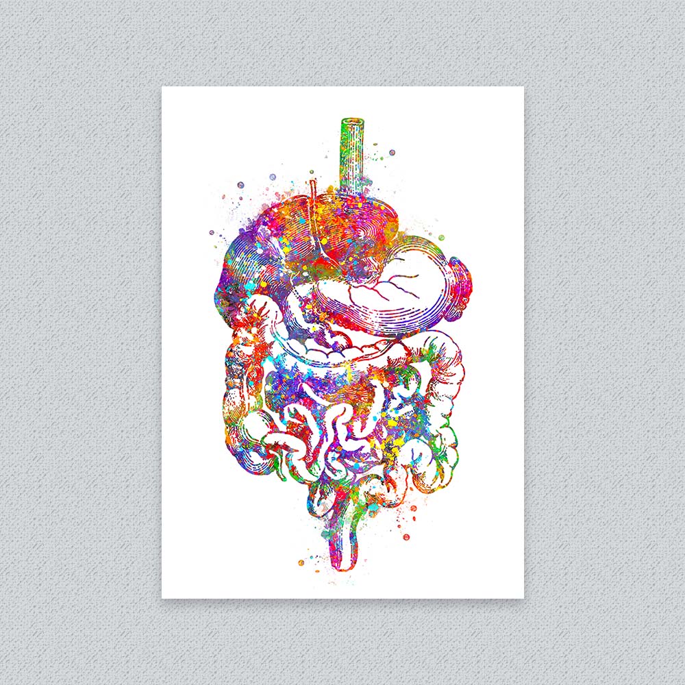 Digestive System Art Print – Colorful Anatomy Wall Decor