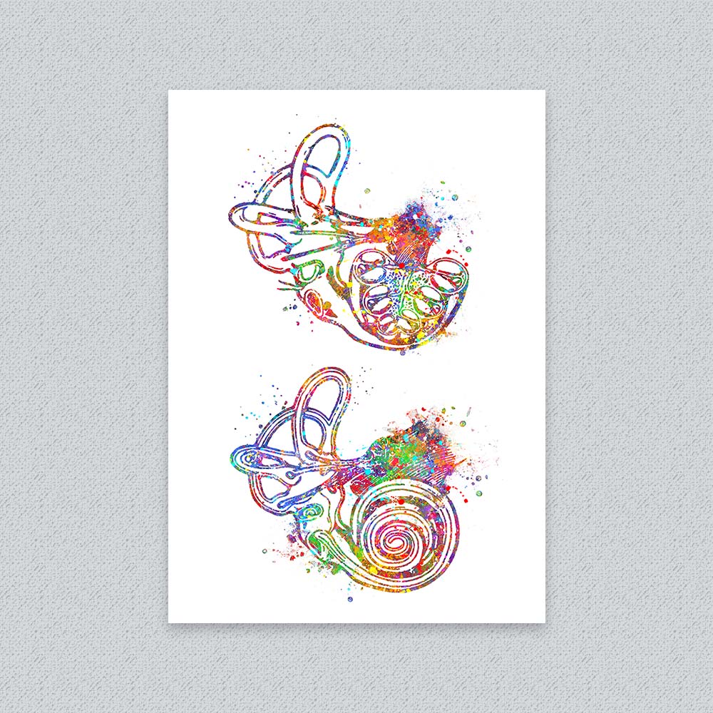 Inner Ear Anatomy Art Print – Cochlea &amp; Labyrinth Wall Decor