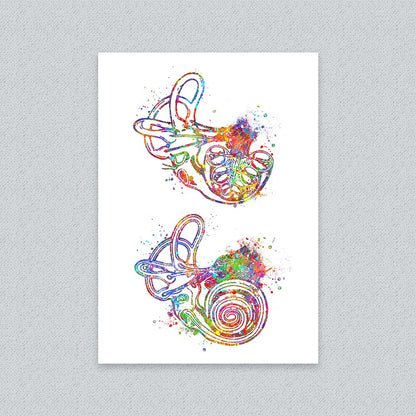 Inner Ear Anatomy Art Print – Cochlea &amp; Labyrinth Wall Decor