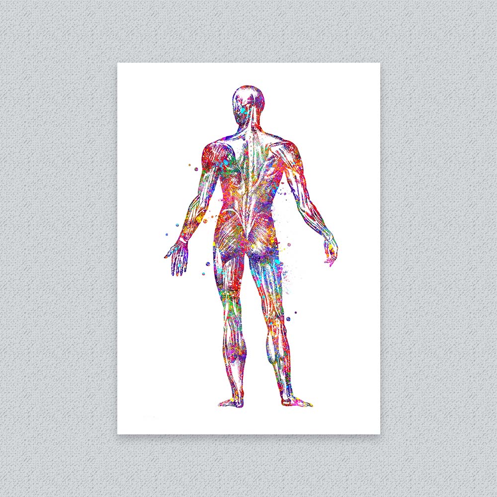 Human Back Muscle Anatomy Art Print – Medical Wall Decor