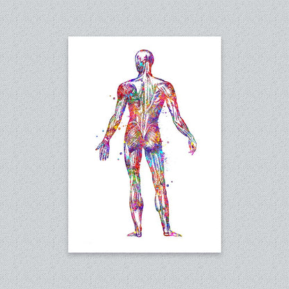 Human Back Muscle Anatomy Art Print – Medical Wall Decor