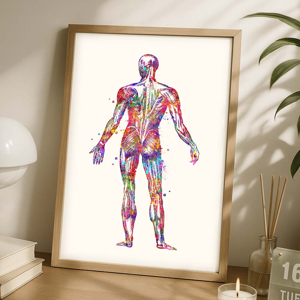 Human Back Muscle Anatomy Art Print – Medical Wall Decor