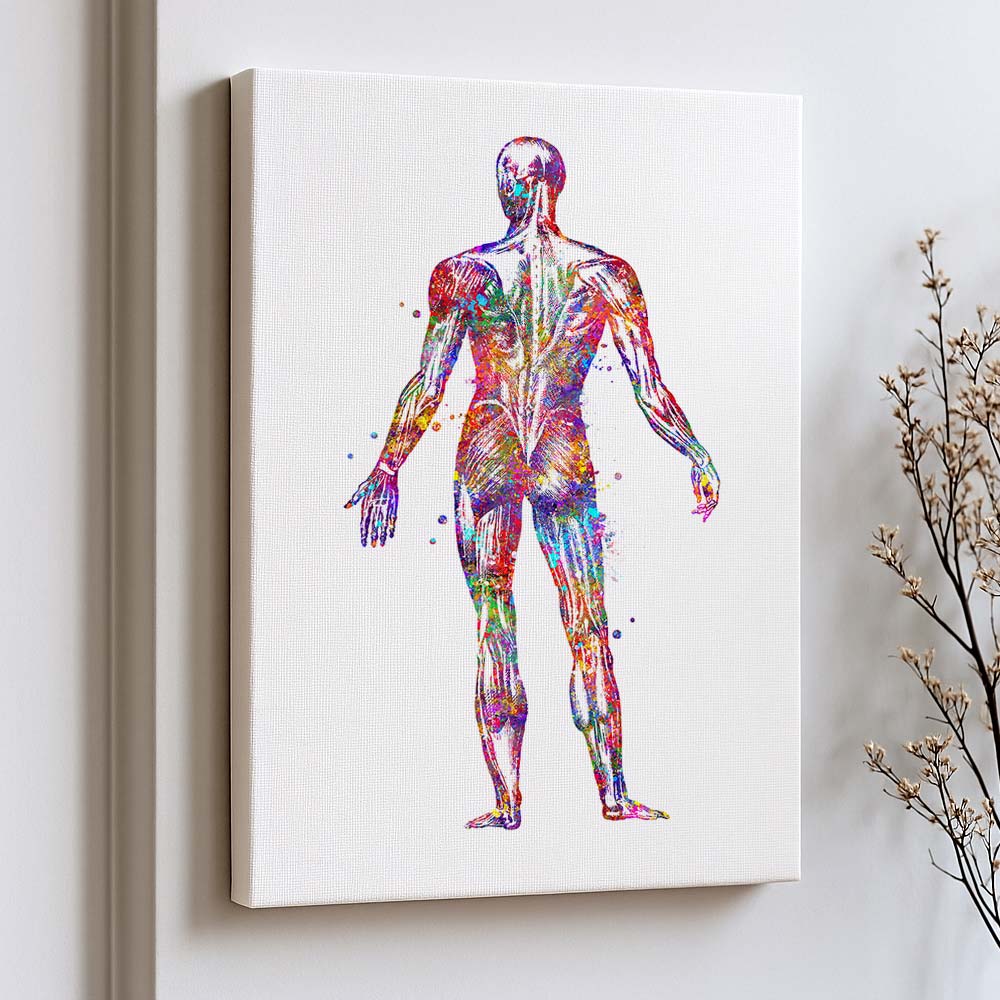 Human Back Muscle Anatomy Art Print – Medical Wall Decor