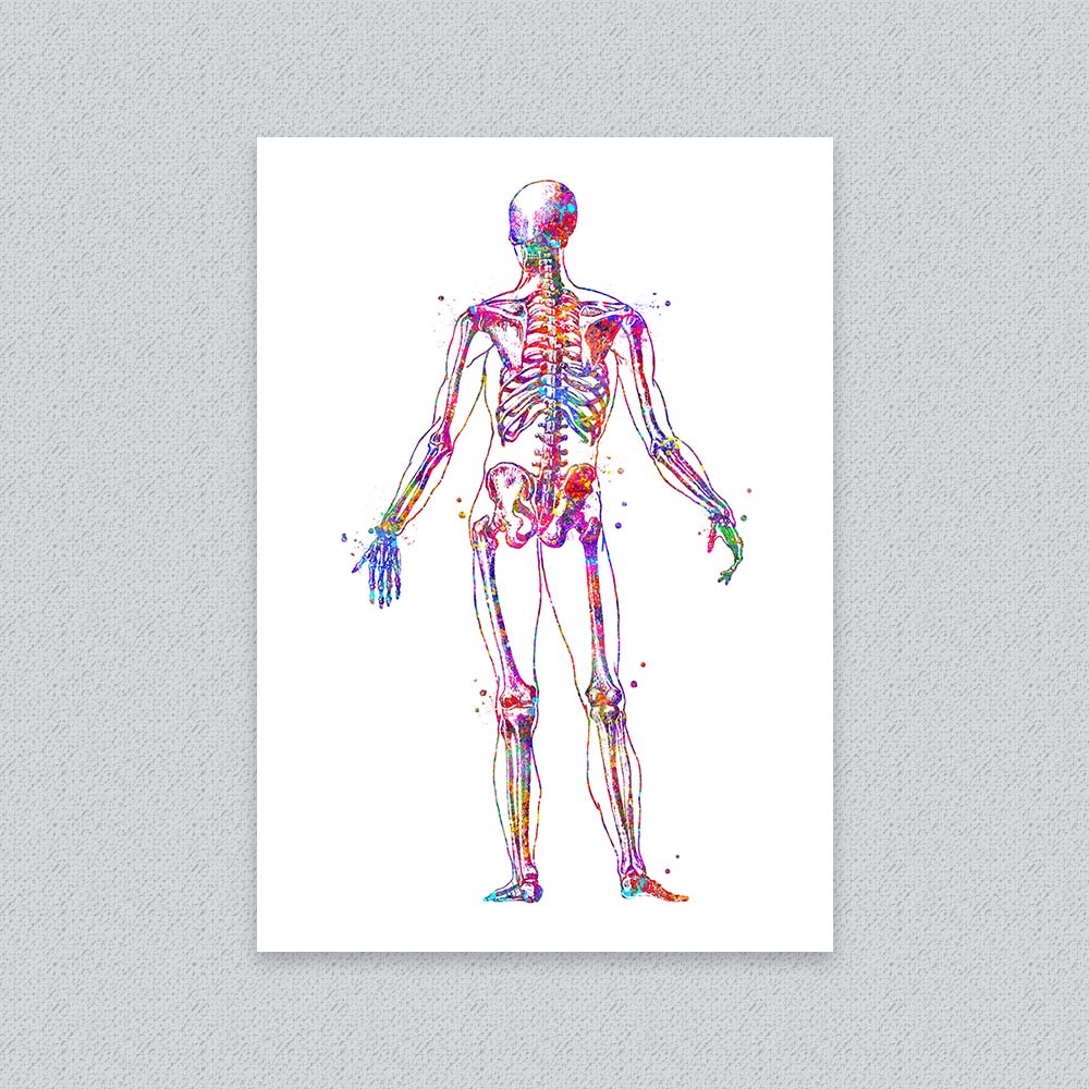Human Skeleton Poster – Back View Anatomy Art Print