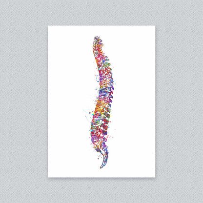 Watercolour illustration of human vertebrae and spinal cord by Genefy Art