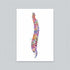Watercolour illustration of human vertebrae and spinal cord by Genefy Art