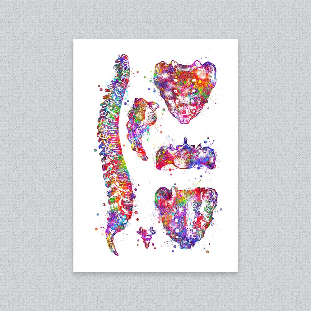 Spine Art Print – Vertebrae &amp; Sacrum Wall Art