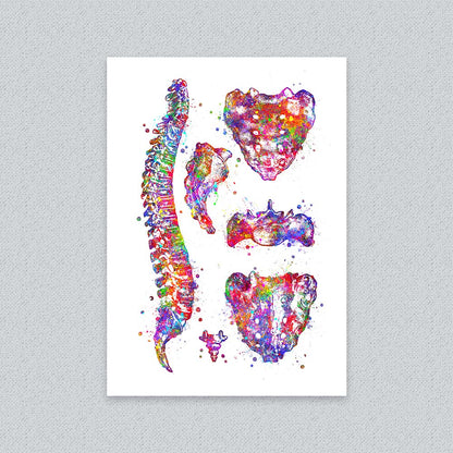 Spine Art Print – Vertebrae &amp; Sacrum Wall Art