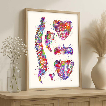 Spine Art Print – Vertebrae &amp; Sacrum Wall Art
