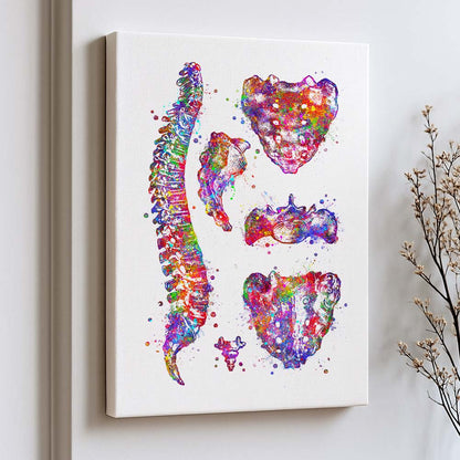 Spine Art Print – Vertebrae &amp; Sacrum Wall Art