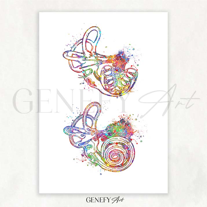 Cochlea of Inner Ear Anatomy Watercolour Print