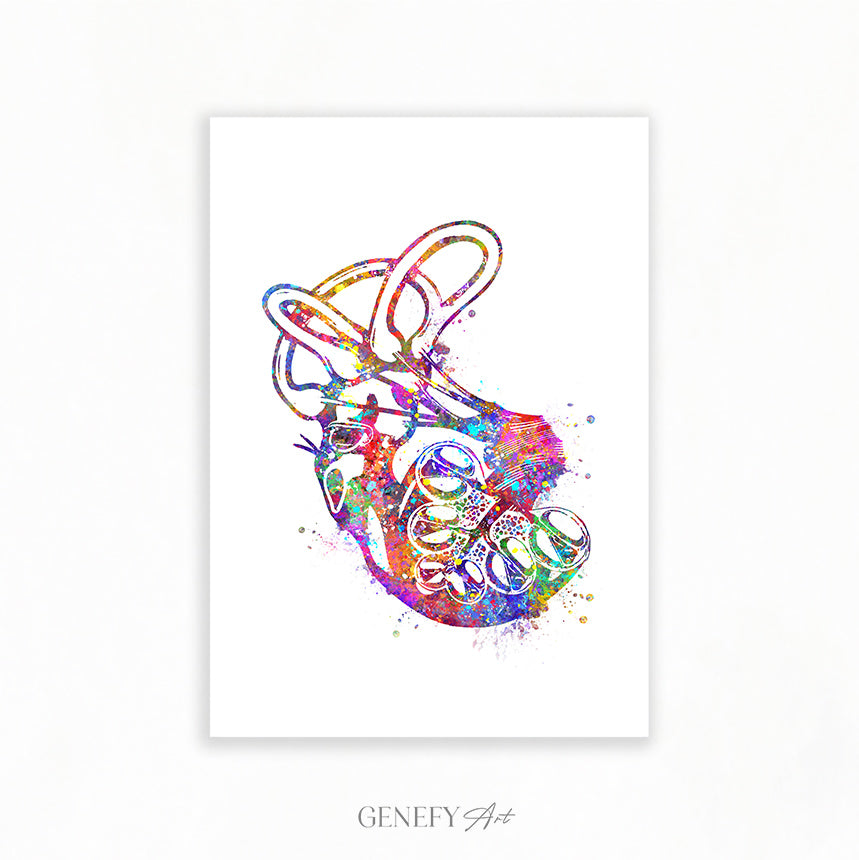 Cochlea of Inner Ear Anatomy Watercolour Print