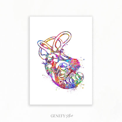 Cochlea of Inner Ear Anatomy Watercolour Print