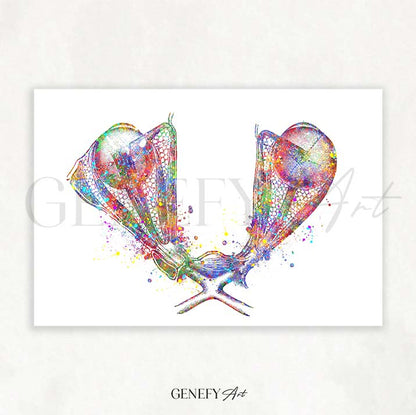 Eye Muscles Anatomy Watercolour Print