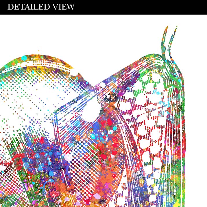 Eye Muscles Anatomy Watercolour Print