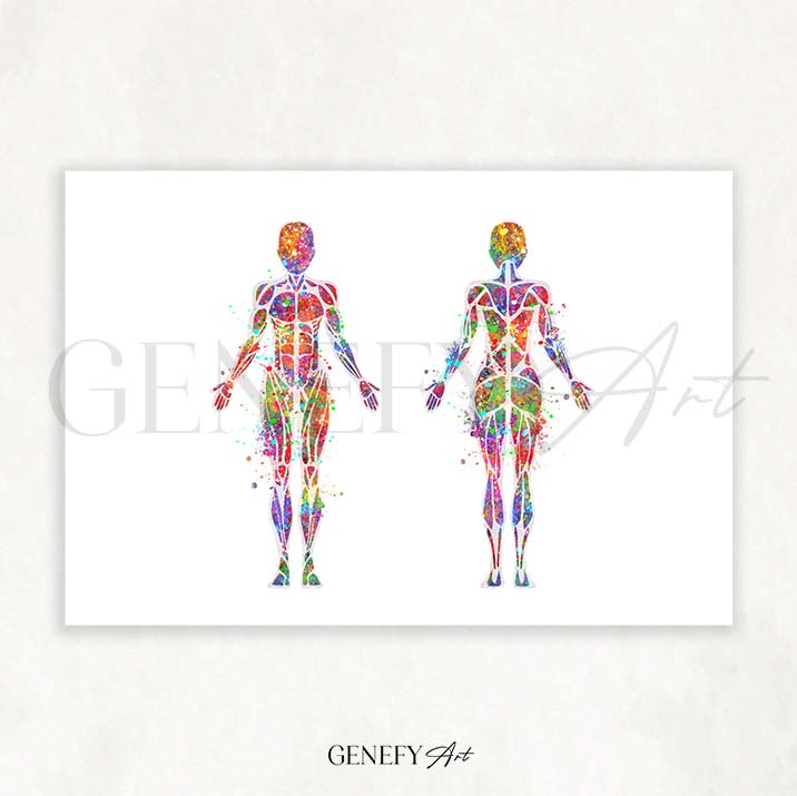 Female Muscular System Anatomy Watercolour Print
