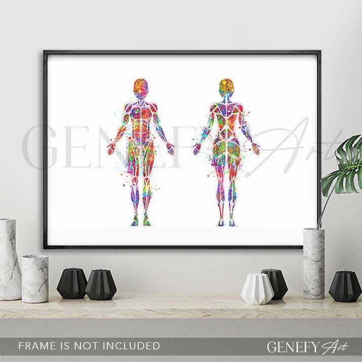 Female Muscular System Anatomy Watercolour Print