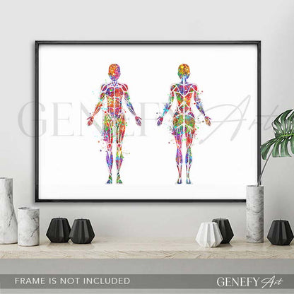 Female Muscular System Anatomy Watercolour Print