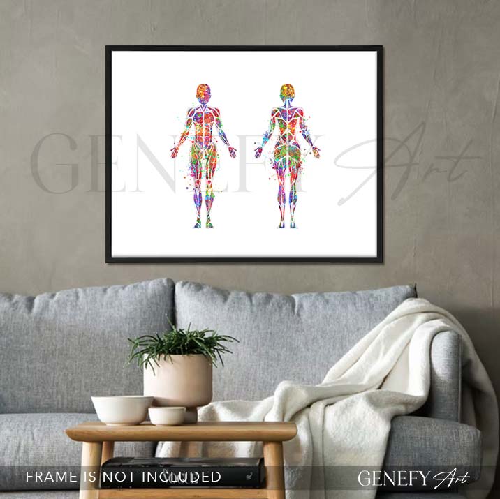 Female Muscular System Anatomy Watercolour Print