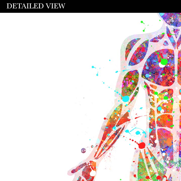 Female Muscular System Anatomy Watercolour Print