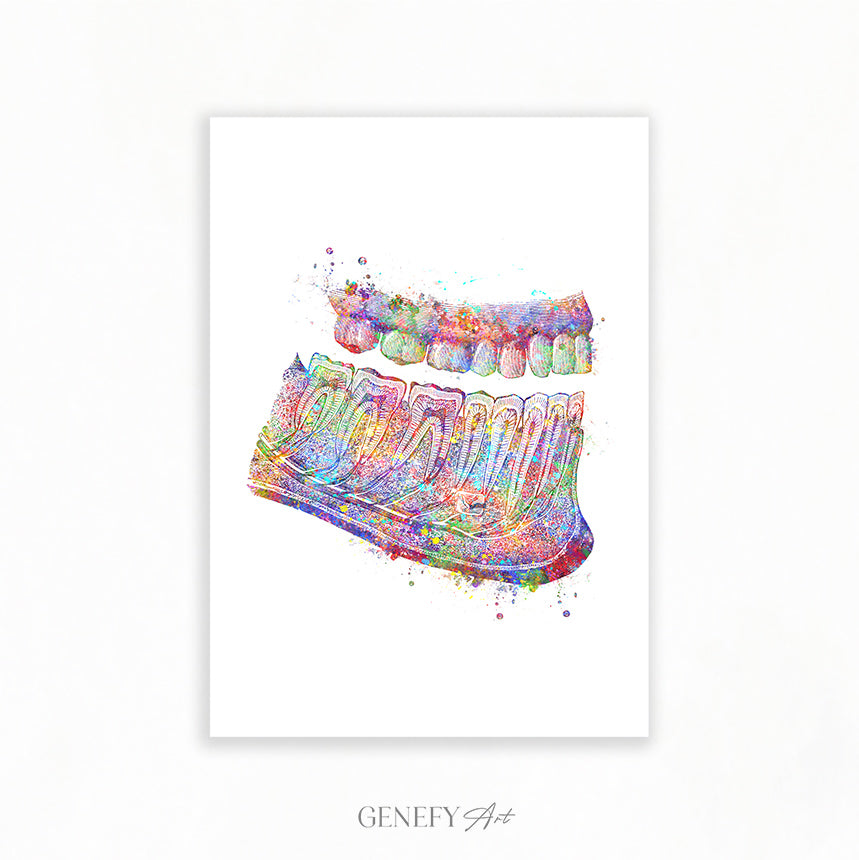 Mouth Anatomy Hard Palate and Teeth Art Print