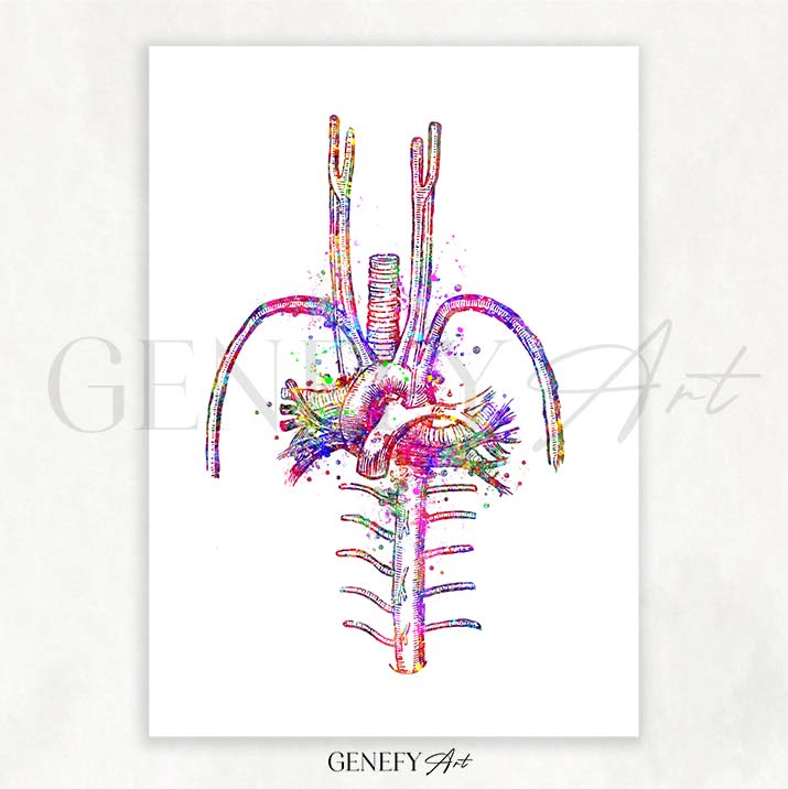 Heart Blood Vessels Watercolour Art Print
