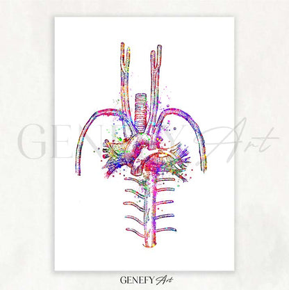 Heart Blood Vessels Watercolour Art Print