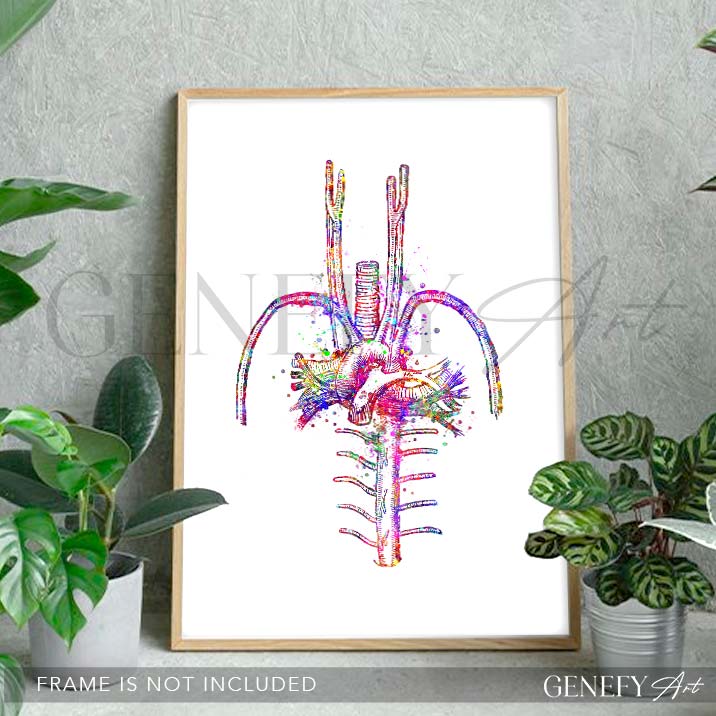 Heart Blood Vessels Watercolour Art Print