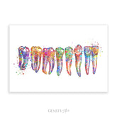 Teeth, Root, Molar, Incisor Watercolour Art Print