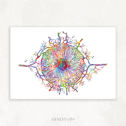 Iris Eye Anatomy Watercolour Print