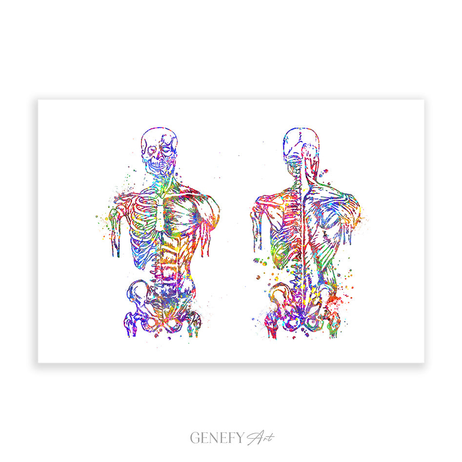 Muscular System Anatomy Watercolour Print - Genefy Art